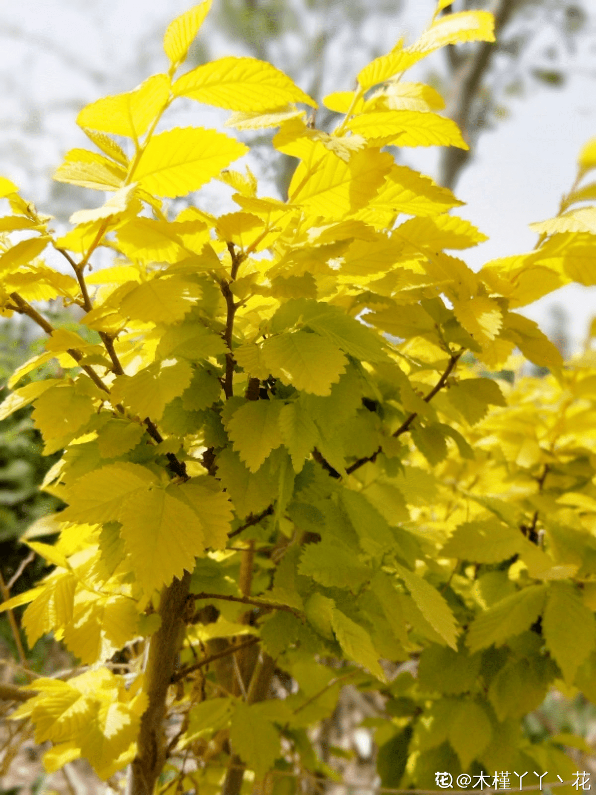 秋天代表性植物图片