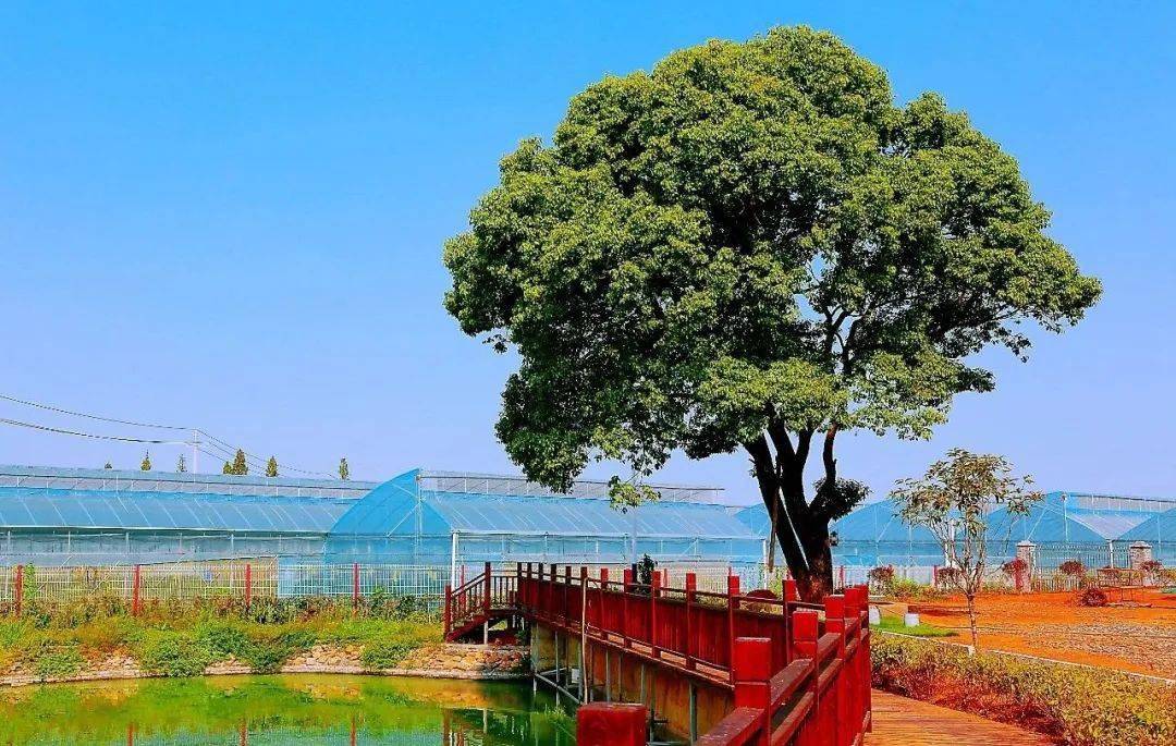 靖港芦江有一个令人向往的美丽宜居村庄