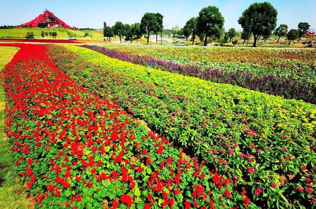 花海景观盛装迎客