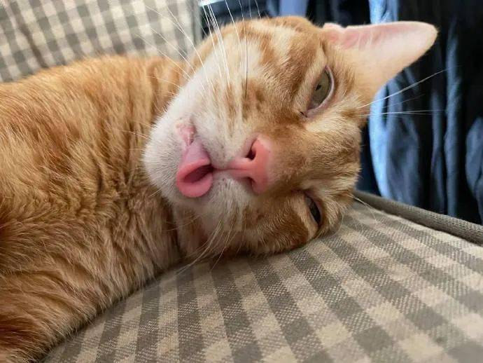 猫咪吐着舌头睡觉样子真丑