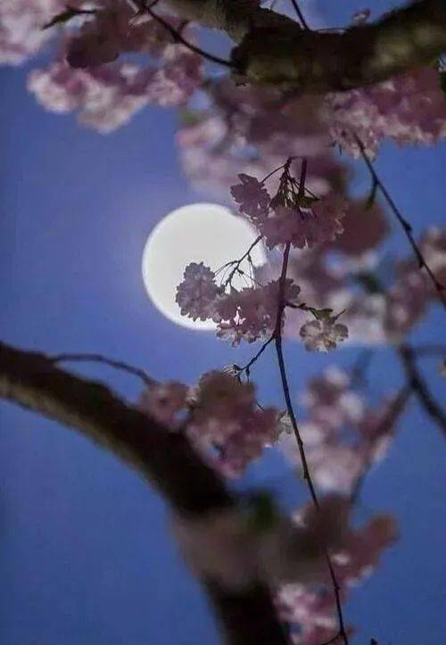 滟滟随波千万里,何处春江无月明? 江流宛转绕芳甸,月照花林皆似霰.