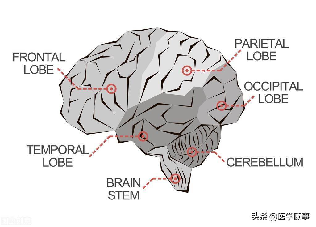 阿片受体的介绍
