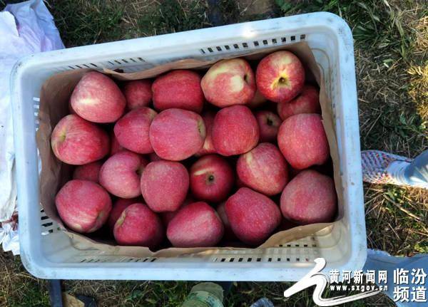 翼城县王庄镇东庄村300亩中秋王苹果已经成熟