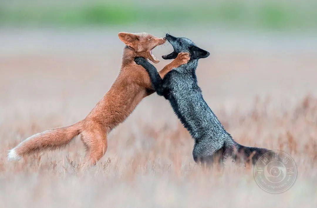 摄影|获奖公布丨2021第十届台中国际摄影艺术展作品（自然组）