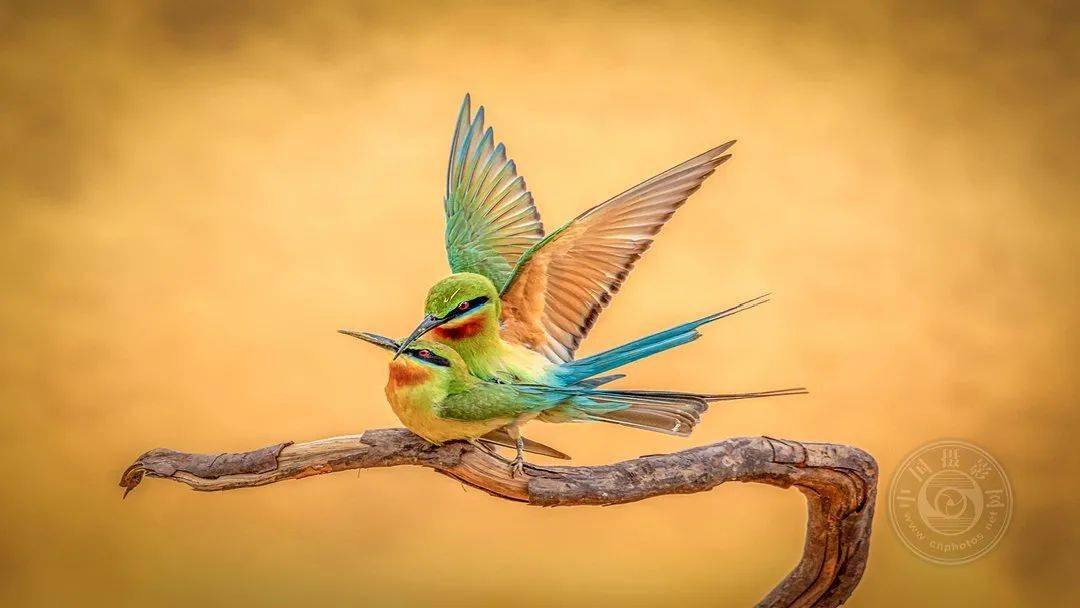 摄影|获奖公布丨2021第十届台中国际摄影艺术展作品（自然组）