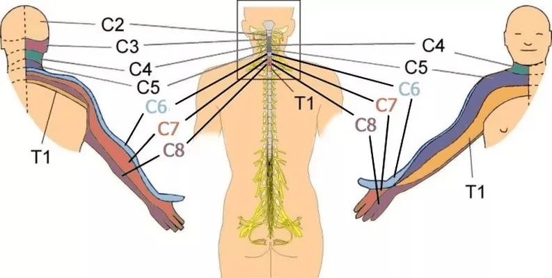 颈椎压迫神经原理图图片