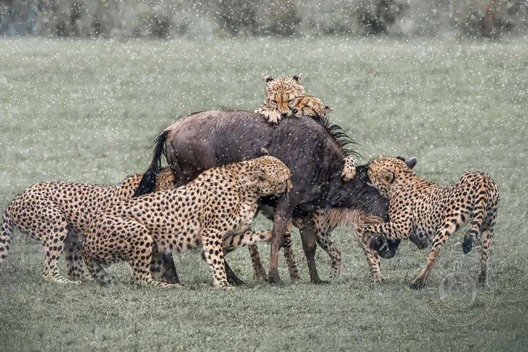 摄影|获奖公布丨2021第十届台中国际摄影艺术展作品（自然组）