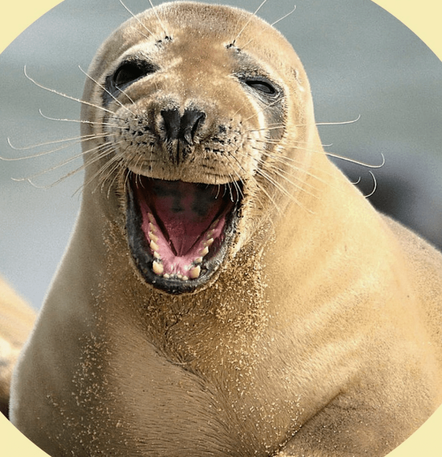 "你笑起来真好看,像春天的花一样……"_海豹