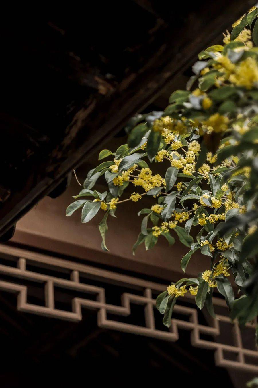 长夜无烬藤萝为枝长月烬明藤萝为枝 自媒体热点