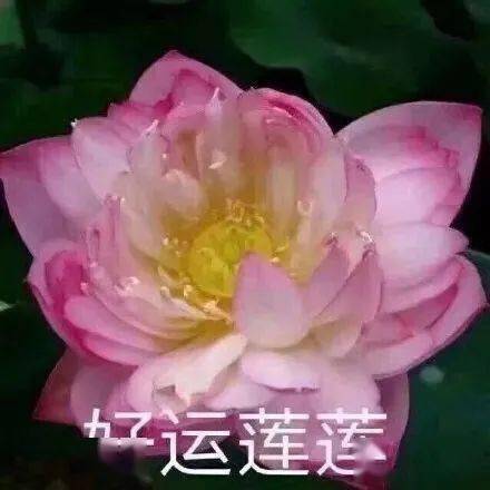 头像沙雕头像 | 没心没肺，快乐加倍