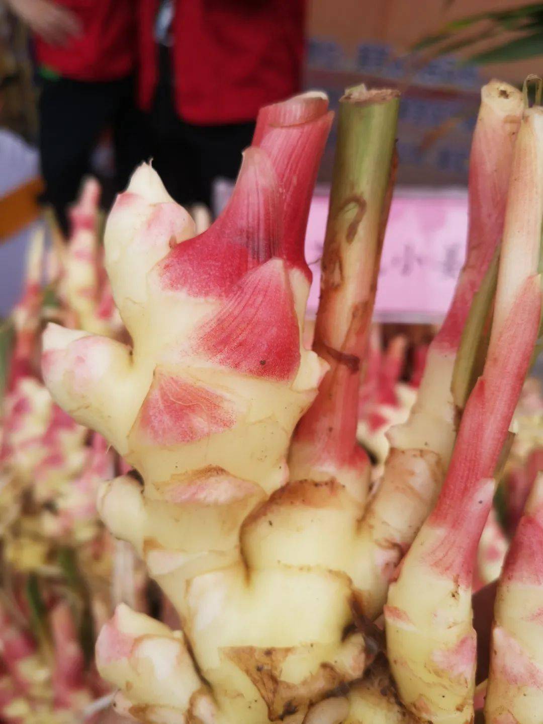 你是否见过秋分时节莱芜的生姜它长啥样