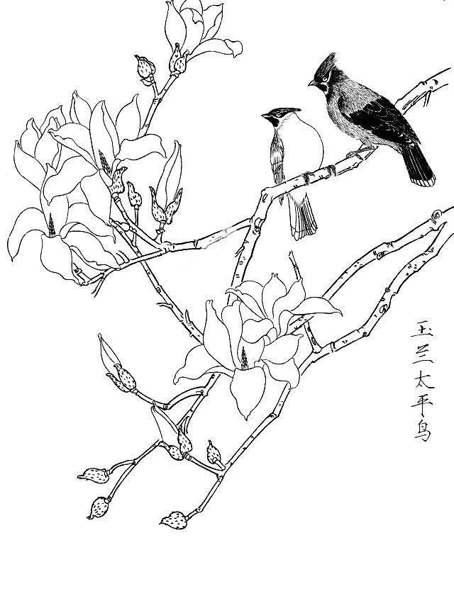 花鸟简笔画 画法图片