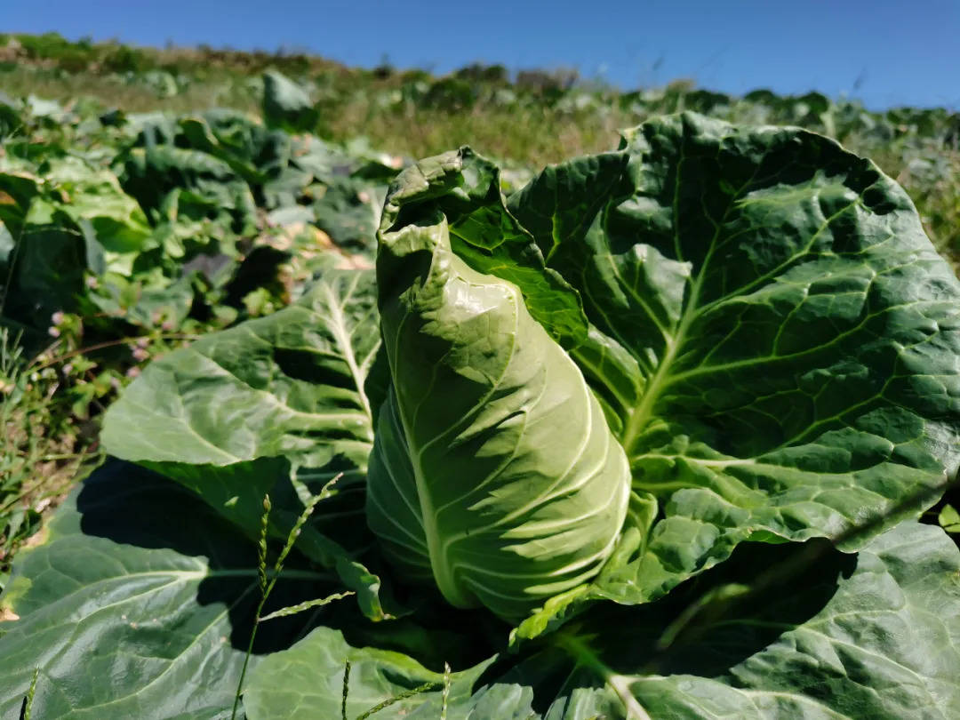 在黑土河社区种植"鸡心"莲花白500亩,采用"公司 基地 农户"的运营模式