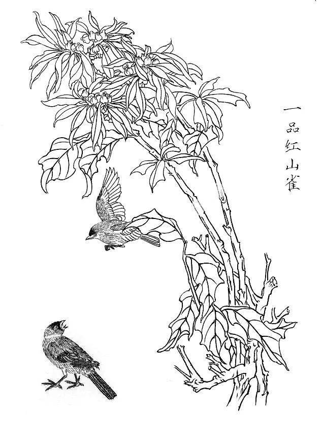 素材一组白描花鸟画稿25图