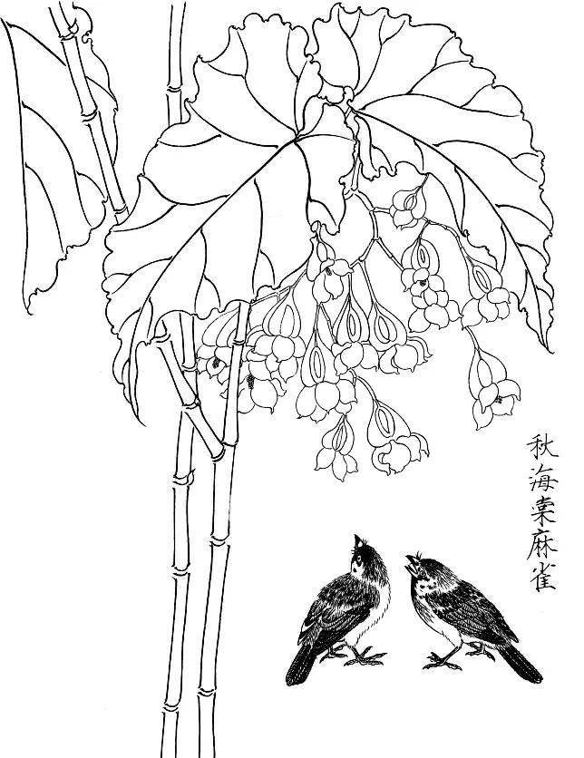 素材一組白描花鳥畫稿25圖