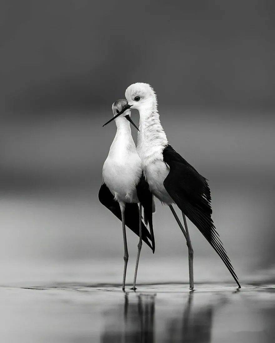 摄影作品欣赏 鸟类图片