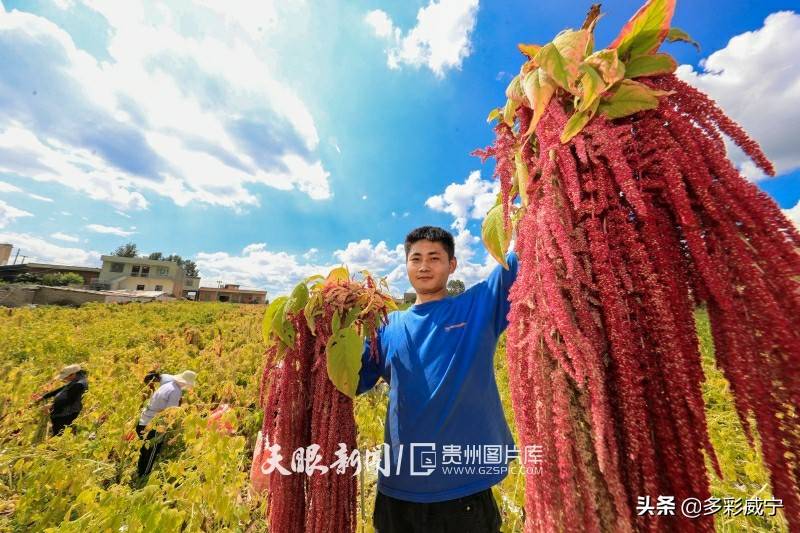 贵州威宁:天星米迎丰收