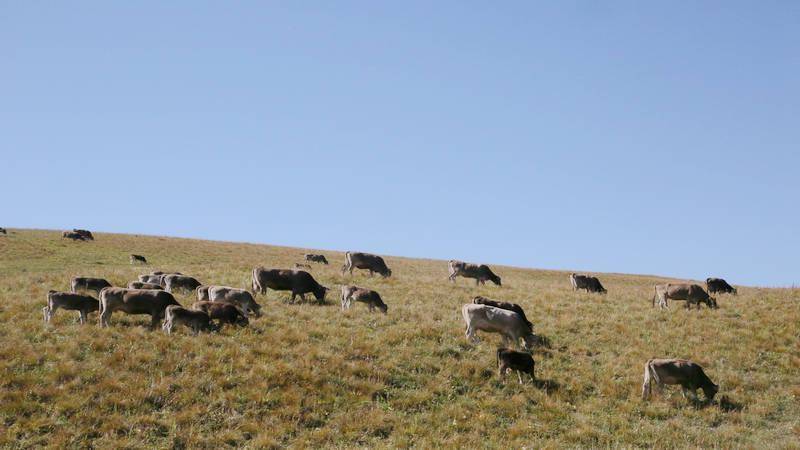 新疆昭苏唱响养殖褐牛致富经