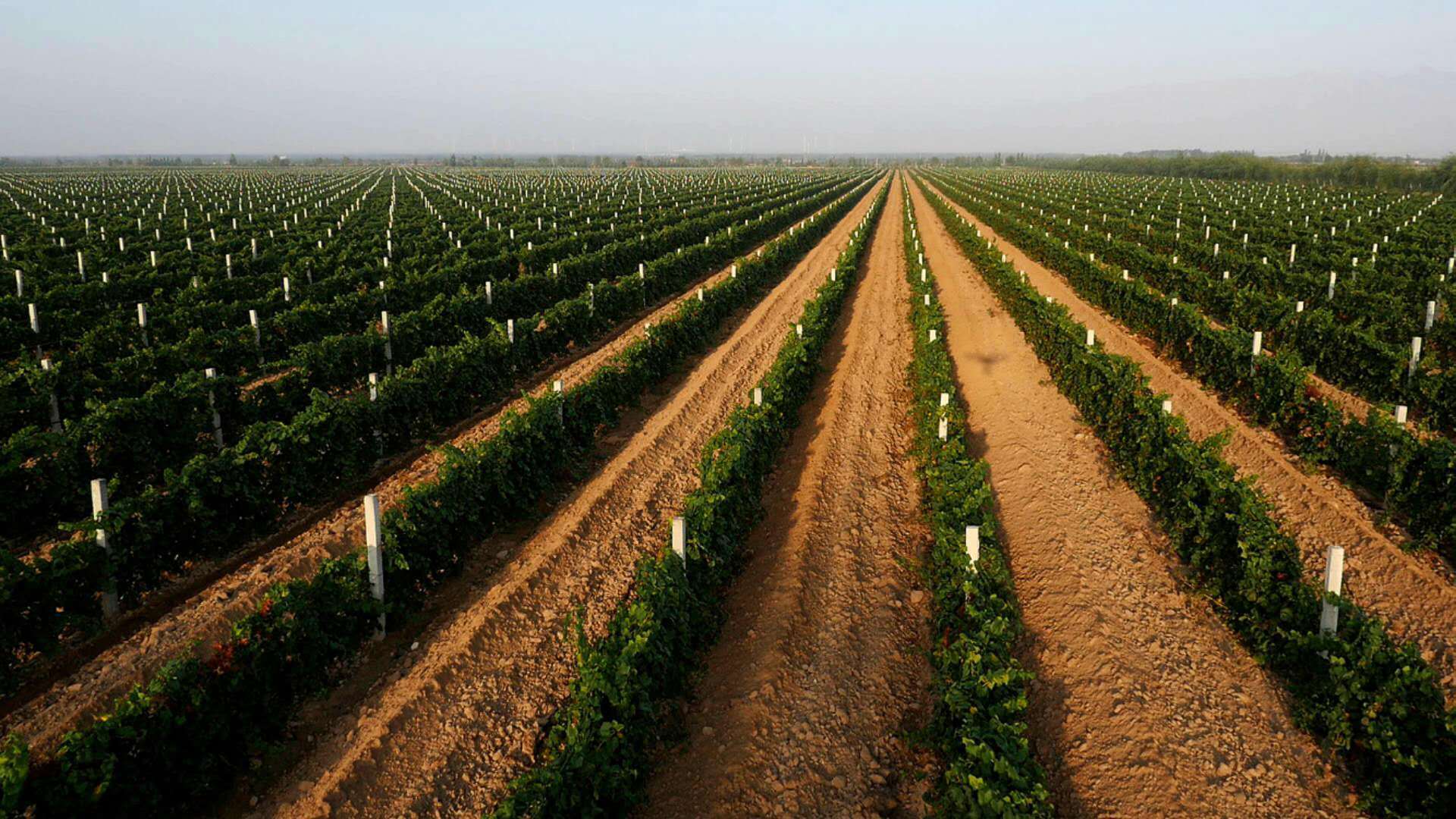 国际|首届中国(宁夏)国际葡萄酒文化旅游博览会在银川开幕