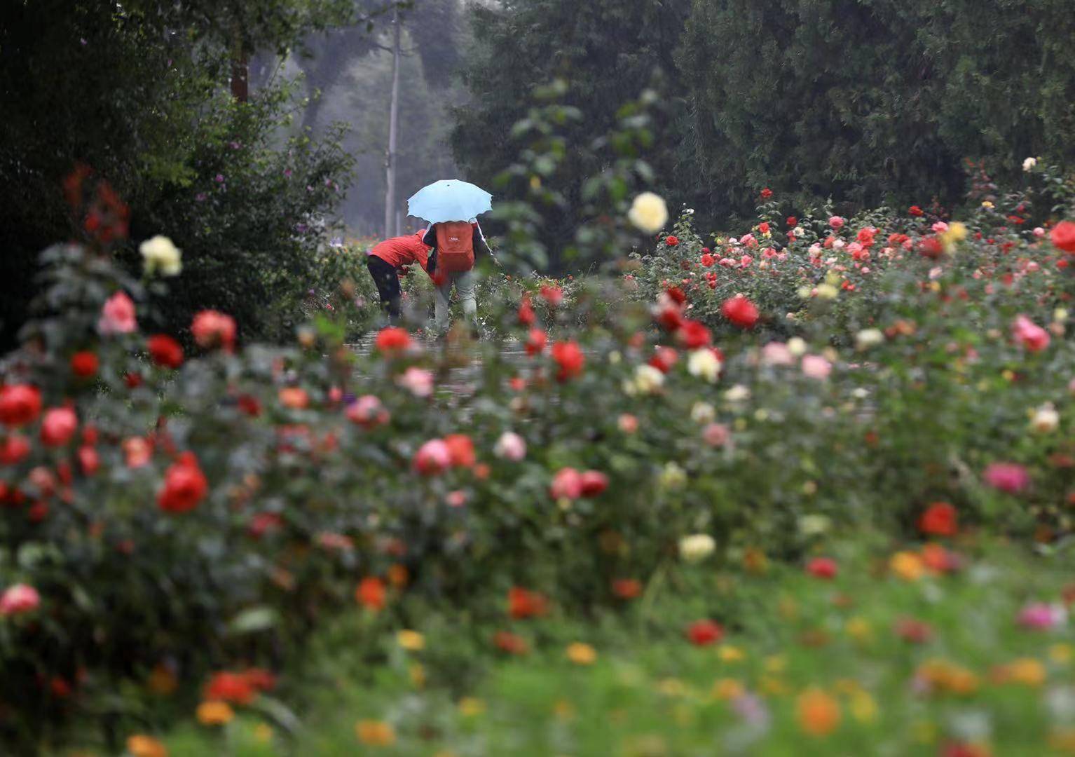 圆明园|秋荷芦苇、银杏黄栌，圆明园开启金秋游，发布三条最佳游线