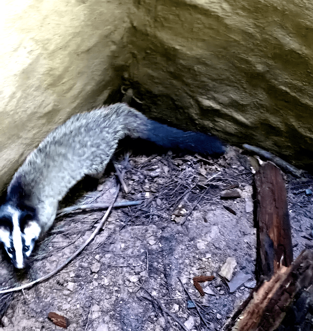 点赞| 县林草局和移动公司工作人员救护一只花面狸