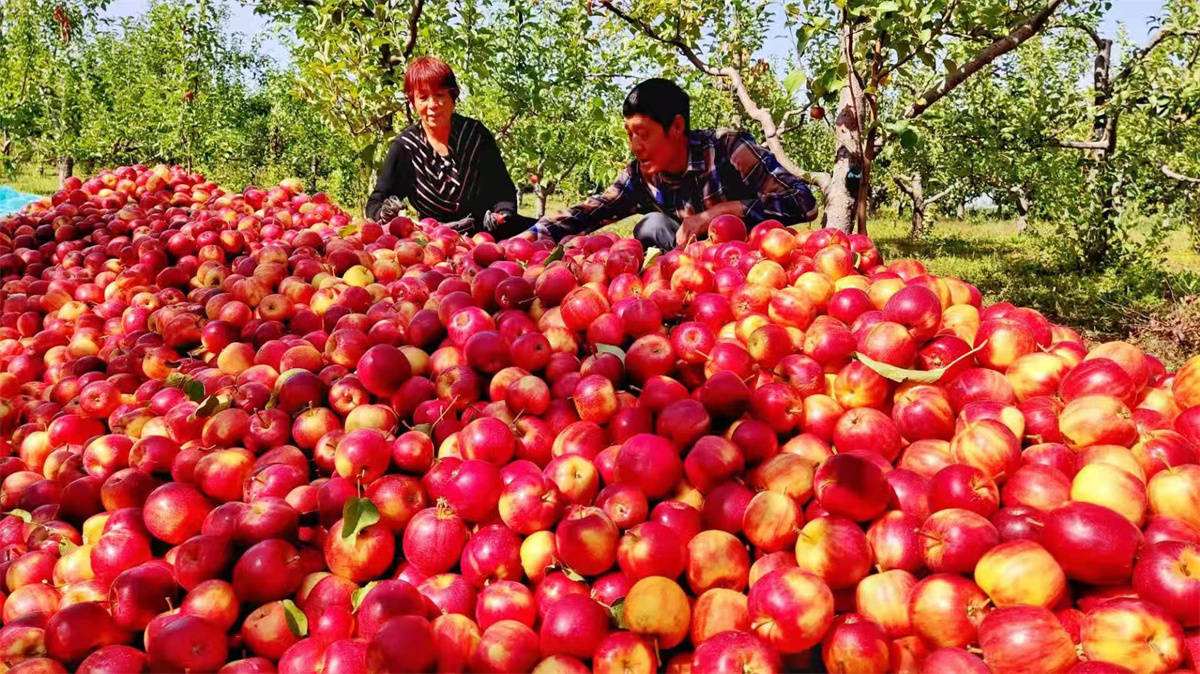 北大荒集团红兴隆分公司:收成好 卖得俏_销售