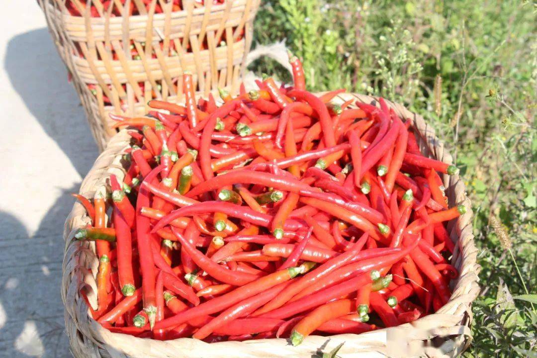 大方县瓢井镇:辣椒丰收进行时,红红火火日子足!