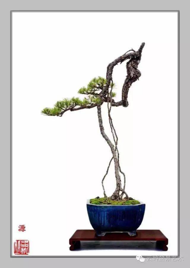 松树 盆景 古诗句