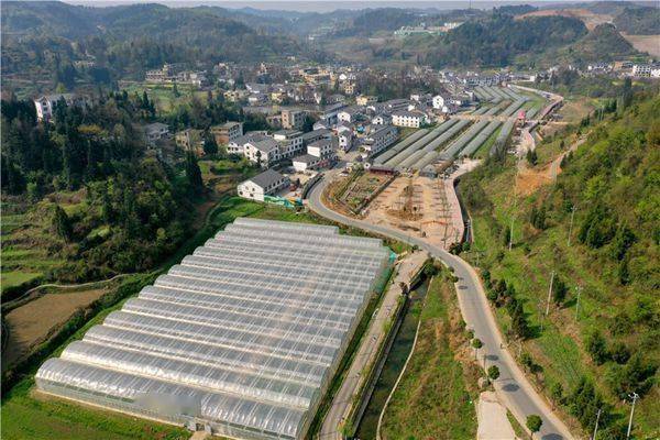 一大早,刘朝慧便和村民们来到草莓种植大棚,清沟,起垄,种植草莓幼苗