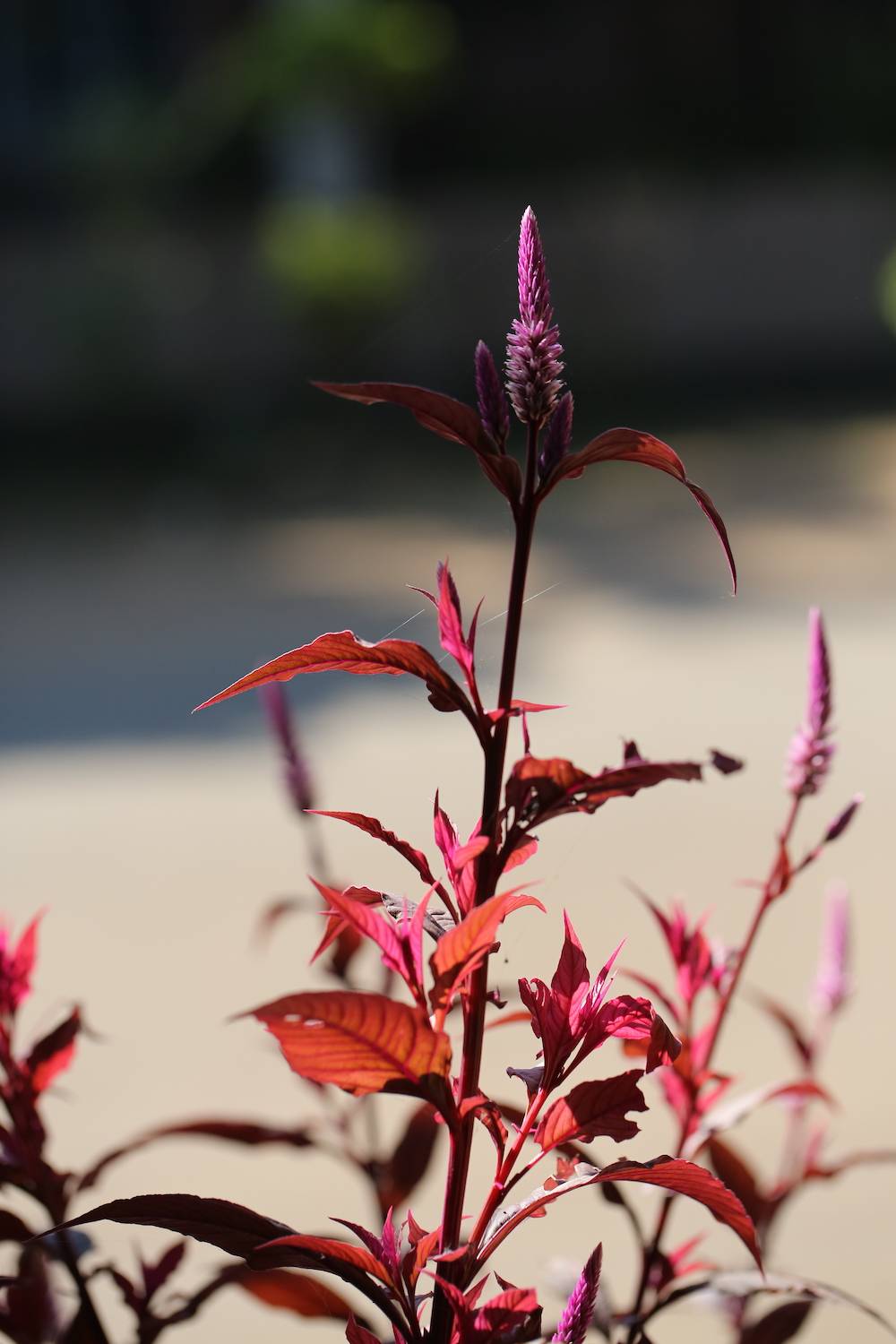 自然散步野生青葙荒野之主
