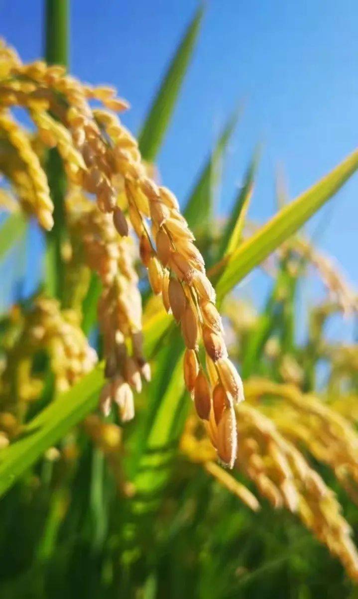 金稻飘香 "丰"景如画