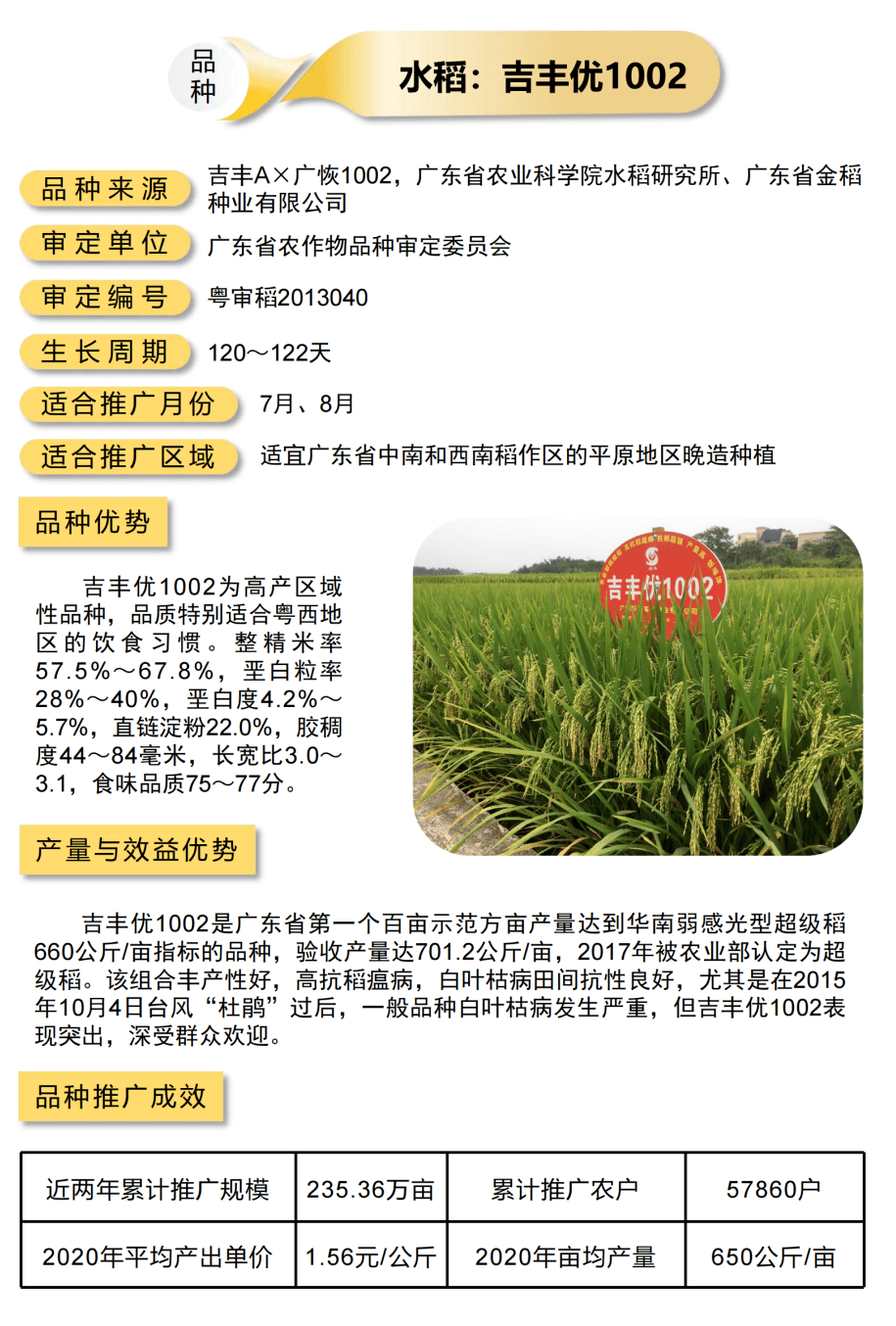 水稻深两优870水稻华航48号水稻华航51号水稻y两优1173水稻象牙香占下
