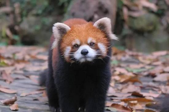 云游动物园|可爱会卖萌的小熊猫