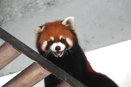 雲遊動物園可愛會賣萌的小熊貓