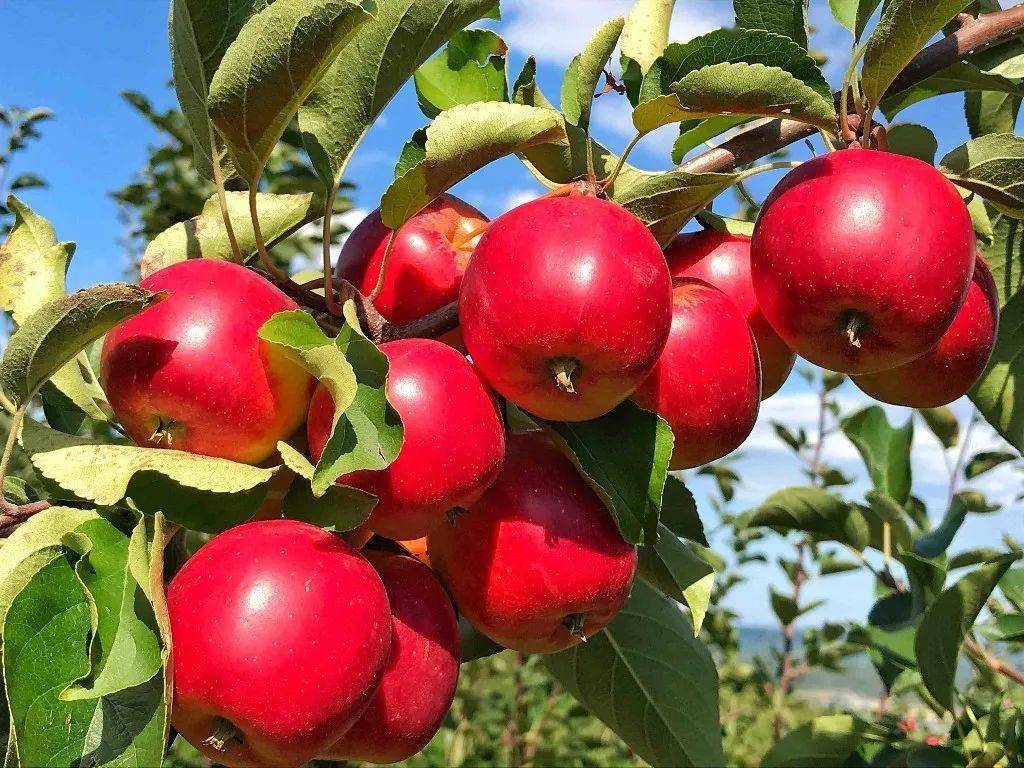 龙头新闻黑龙江日报牡丹江230万平方米山地结出致富果