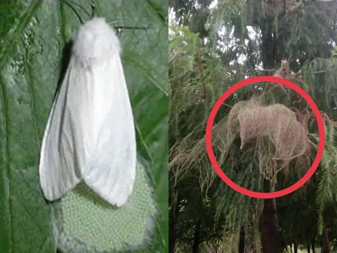 虫虫特工队上线如果在野外看到这种网请立即举报