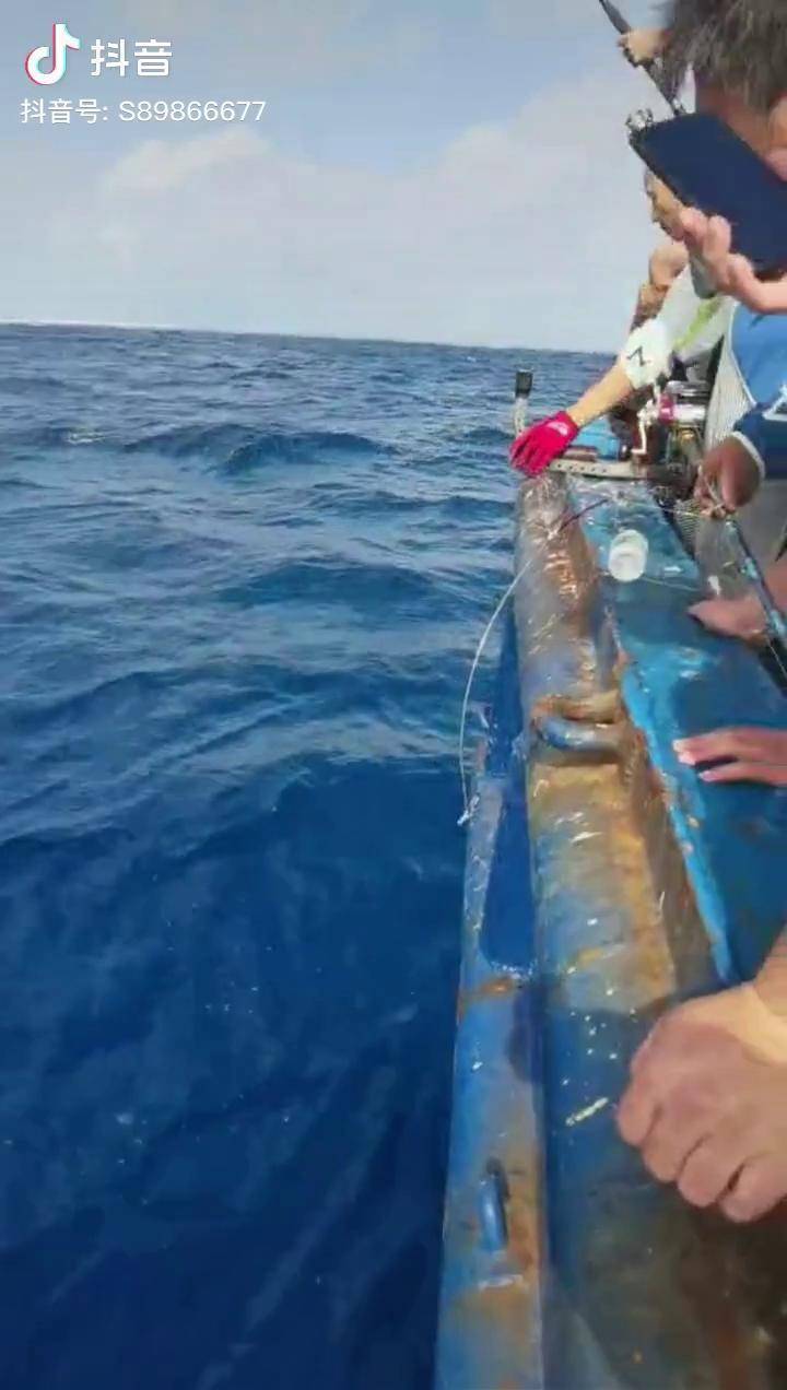 这是我在西沙中的一条大狗牙金枪,狗牙金枪是最差的一种金枪鱼海钓