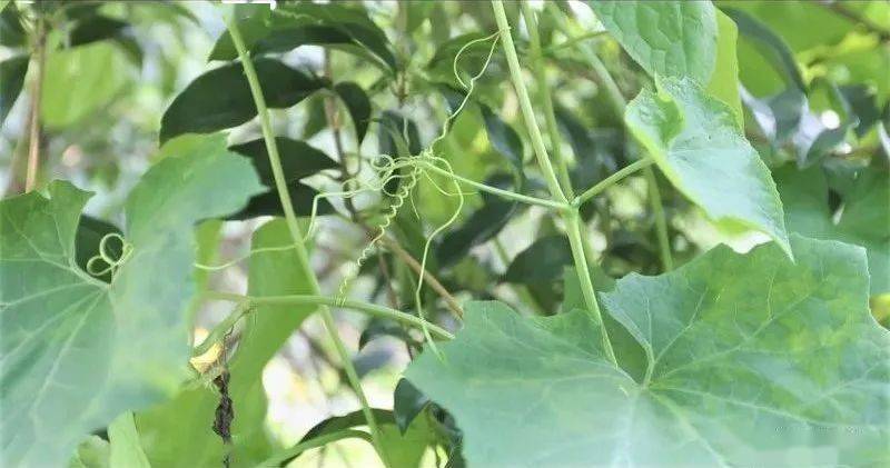 看闽侯丨好壮观洋里友泉村的佛手瓜长成了绿色布达拉宫