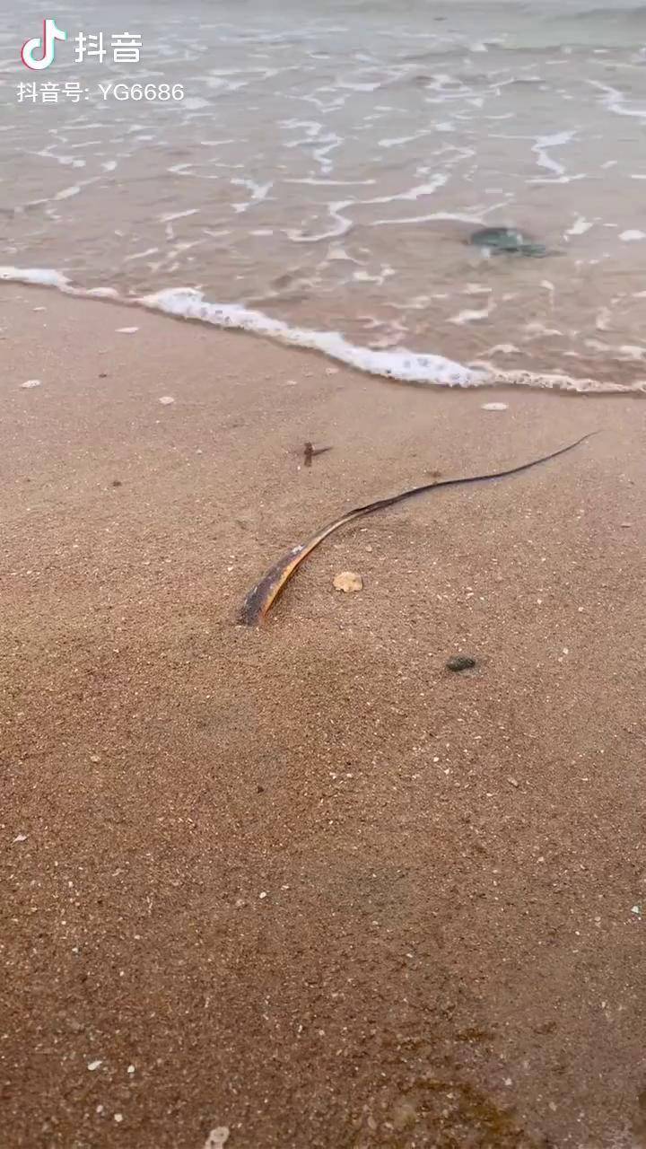 尾巴好长的魔鬼鱼