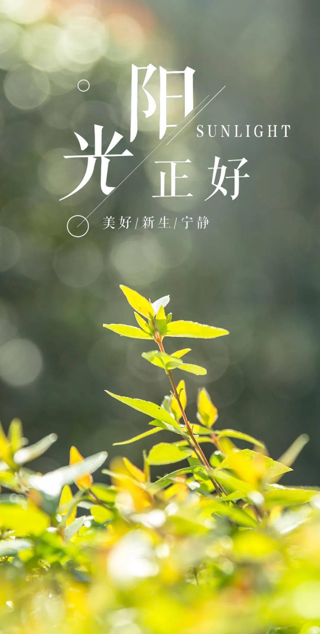 秋天阳光正好的一段话！