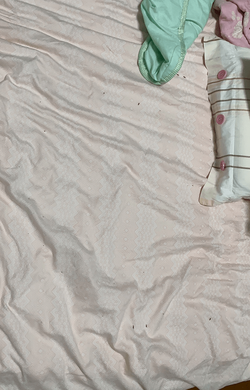 毛骨悚然!邵东惊现大量隐翅虫,大家一定要小心