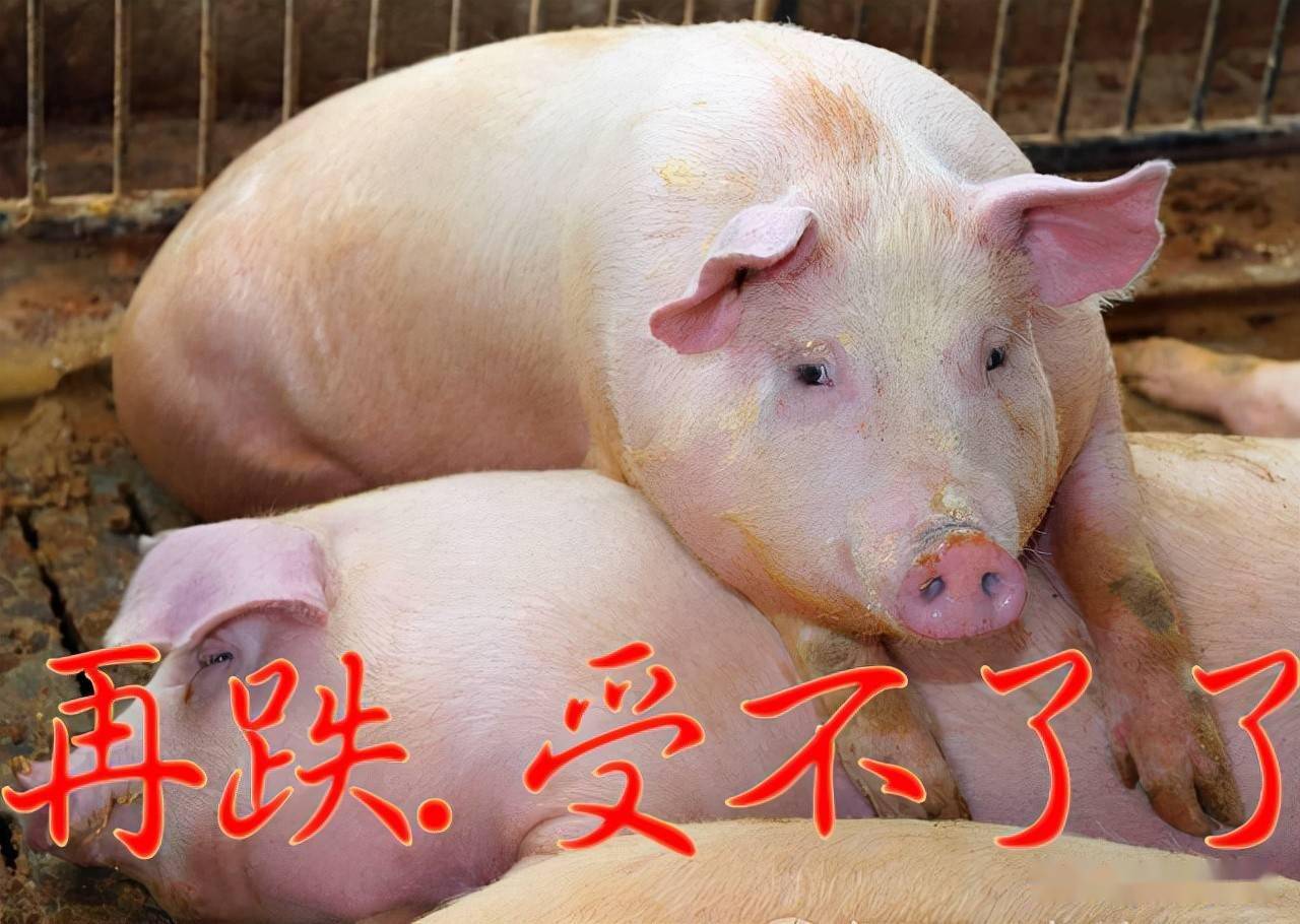 现在生猪价格多少钱一吨 fcc1ae730ab94f8c89ac6f7b0cbf3337.jpeg