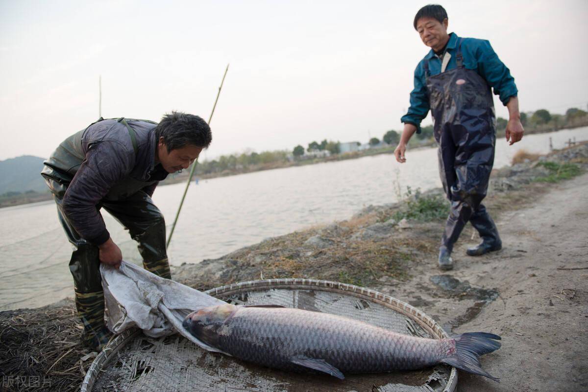 南阳鸭河水库最大的鱼图片