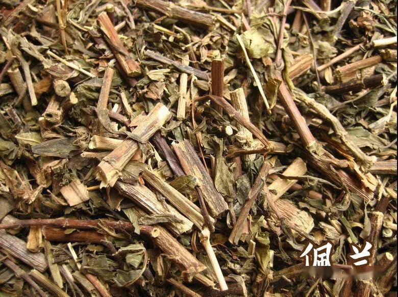 每天学习一味中药佩兰