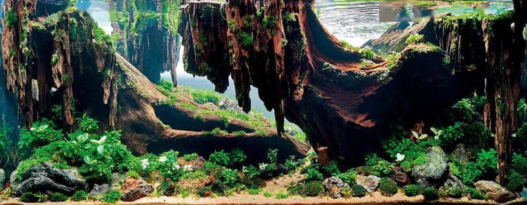 采访了ada世界造景大赛金奖获得者看看他怎么说