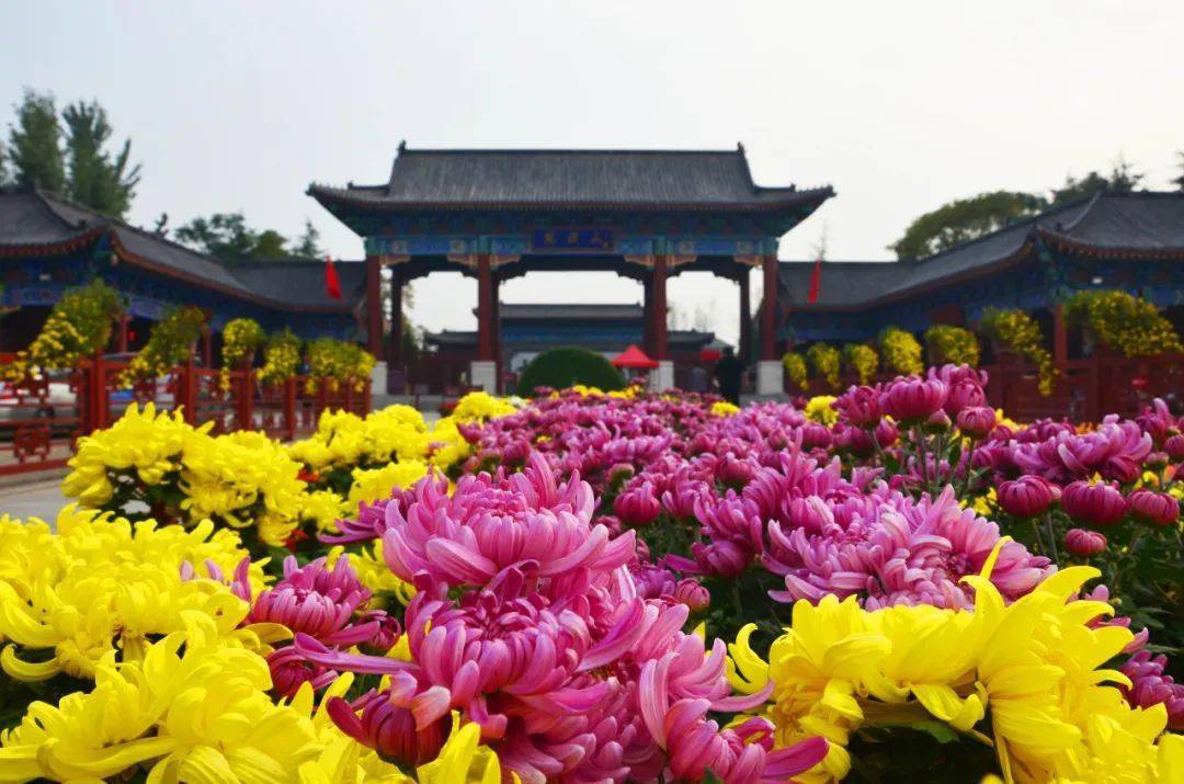 中国开封菊花文化节图片