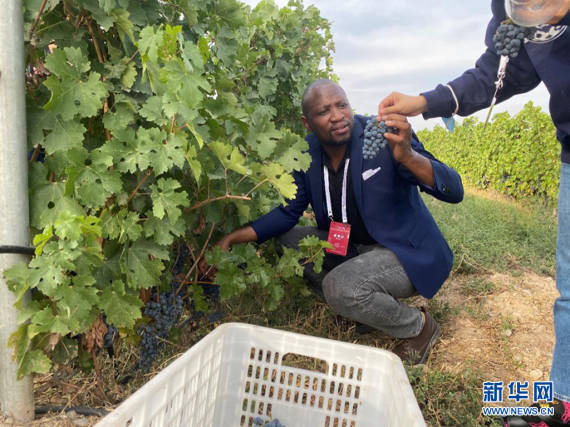文化|外国友人眼中的宁夏葡萄酒产业