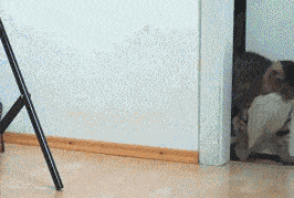 漂亮|每日一笑,?像不像和老婆吵架的你?