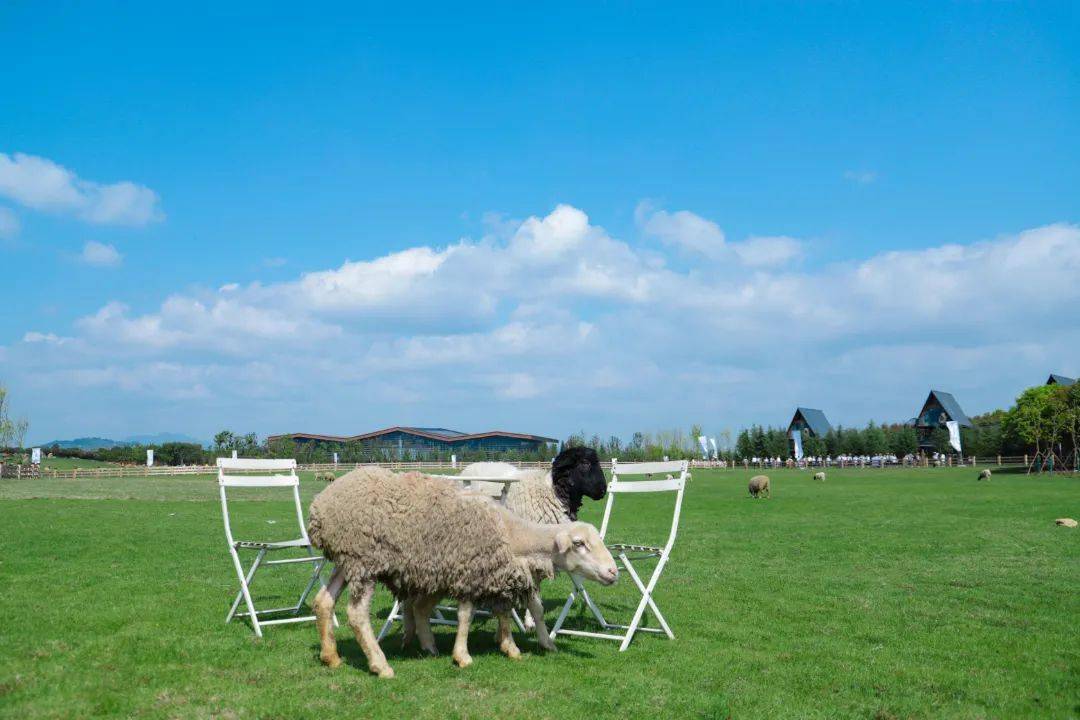 仙凤三宝国庆萌宠嘉年华火爆开启 | 全家出游,享受亲子时光