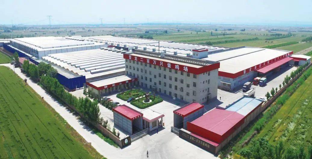 《蛋鸡行业的王道是什么——访山西晋龙》